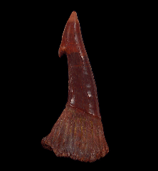 Moroccan Onchopristis numidus tooth for sale | Buried Treasure Fossils
