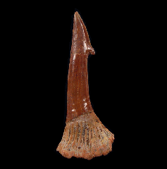 Onchopristis tooth | Buried Treasure Fossils