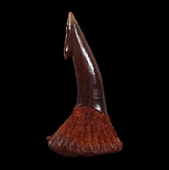 Moroccan Onchopristis numidus tooth for sale | Buried Treasure Fossils