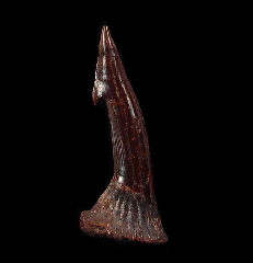 Cheap Onchopristis numidus tooth for sale | Buried Treasure Fossils