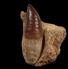 Prognathodon anceps tooth with root | Buried Treasure Fossils