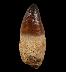Prognathodon anceps tooth with root 