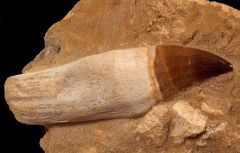 Mosasaurus anceps (Prognathodon)