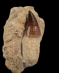 Rooted Mosasaur tooth for sale 