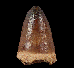 Prognathodon curri tooth