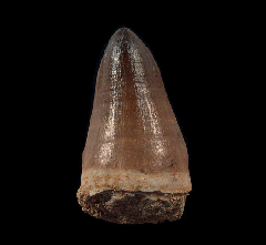Prognathodon anceps tooth for sale | Buried Treasure Fossils
