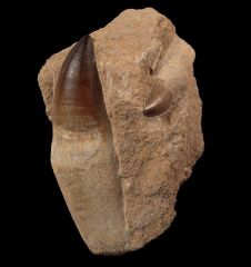 Massive Mosasaurus tooth with root on matrix for sale | Buried Treasure Fossils