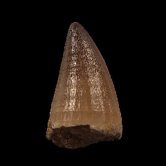 Real Mosasaur tooth for sale | Buried Treasure Fossils