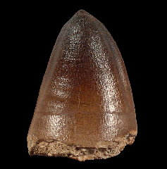 Prognathodon tooth with root for sale 