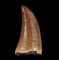 Mosasaurus beaugei tooth for sale 
