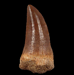 Mosasaurus beaugei tooth | Buried Treasure Fossils  