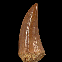 Mosasaurus beaugei tooth