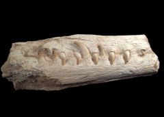 Platecarpus ptychodon                             