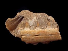 Eremiasaurus heterodontus                          