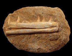 Eremiasaurus heterodontus                          