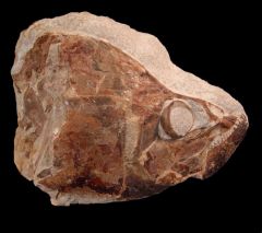 Moroccan Goulmimicthys sp. for sale | Buried Treasure Fossils