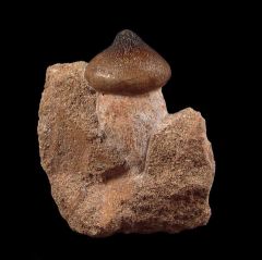 Rooted Globidens tooth for sale | Buried Treasure Fossils
