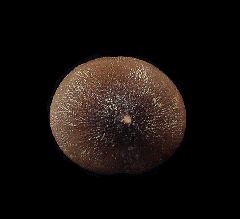 Moroccan Globidens tooth | Buried Treasure Fossils