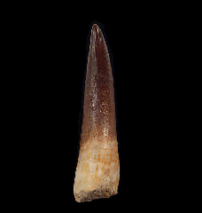 Extra Large Zarafasaura tooth from Morocco | Buried Treasure Fossils
