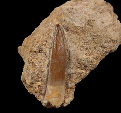 Real Zarafasaura oceanis tooth for sale | Buried Treasure Fossils