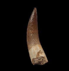 Large Plesiosaur tooth for sale from Morocco | Buried Treasure Fossils