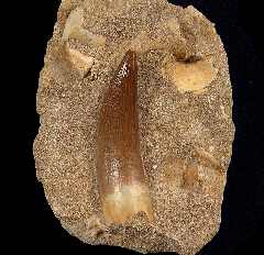 Large Plesiosaur tooth for sale from Morocco