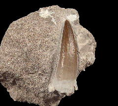 Plesiosaur tooth for sale from Morocco