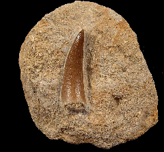 Real Zarafasaura oceanis tooth for sale | Buried Treasure Fossils