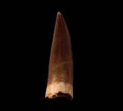Moroccan Plesiosaur tooth | Buried Treasure Fossils