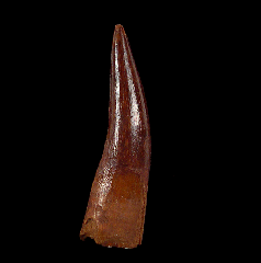 Extra Large Zarafasaura Plesiosaur tooth| Buried Treasure Fossils