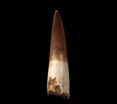 Extra Large Zarafasaura Plesiosaur tooth| Buried Treasure Fossils
