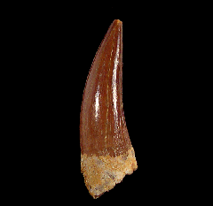 Extra Large Zarafasaura Plesiosaur tooth| Buried Treasure Fossils