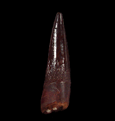 Extra Large Moroccan Plesiosaur tooth