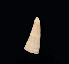 Pristis mucrodens                                         