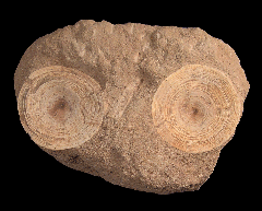 Large Otodus shark vertebra | Buried Treasure Fossils