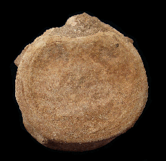 Mosasaur vertebra for sale | Buried Treasure Fossils