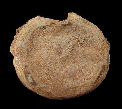Moroccan Mosasaur vertebra | Buried Treasure Fossil
