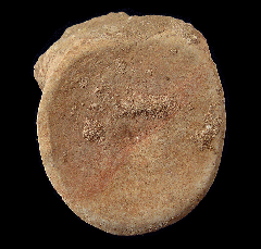 Mosasaur vertebra for sale | Buried Treasure Fossils