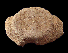 Mosasaur vertebra for sale | Buried Treasure Fossils
