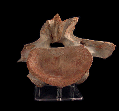 Spinosaurus atlas vertebra | Buried Treasure Fossils
