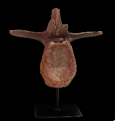 Spinosaurus atlas vertebra | Buried Treasure Fossils