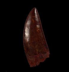 Huge Carcharodontosaurus saharicus  tooth for sale | Buried Treasure Fossils