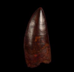 Huge Carcharodontosaurus saharicus  tooth for sale | Buried Treasure Fossils