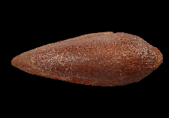 Spinosaurus toe claw 