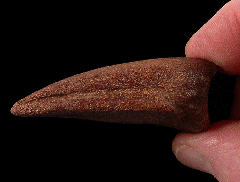 Spinosaurus pes claw  | Buried Treasure Fossils
