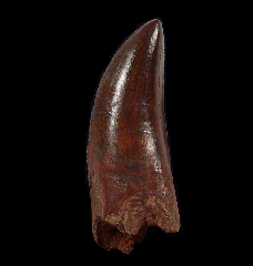 Extra Large Carcharodontosaurus tooth for sale
