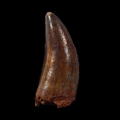 Rare Carcharodontosaurus saharicus tooth | Buried Treasure Fossils