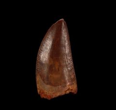 Top quality Carcharodontosaurus tooth from  Morocco | Buried Treasure Fossils