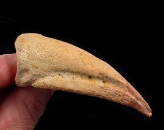 Carcharodontosaurus saharicus 