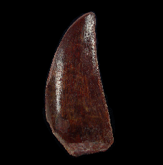 Top quality Carcharodontosaurus tooth from Morocco for sale | Buried Treasure Fossils